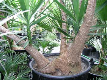 Yucca elephantipes tree